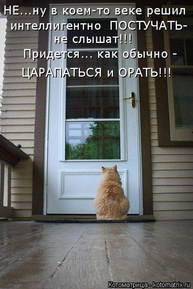 Лучшая котоматрица недели (32 фото)