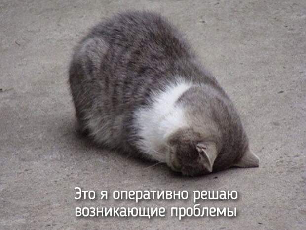 Не отличить даже при ближайшем рассмотрении — 20 животных, которые ведут себя совсем как я! Не отличить даже при ближайшем рассмотрении — 20 животных, которые ведут себя совсем как я!