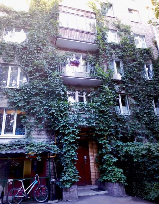 Фото дня: озелененный фасад дома на Ленинградке