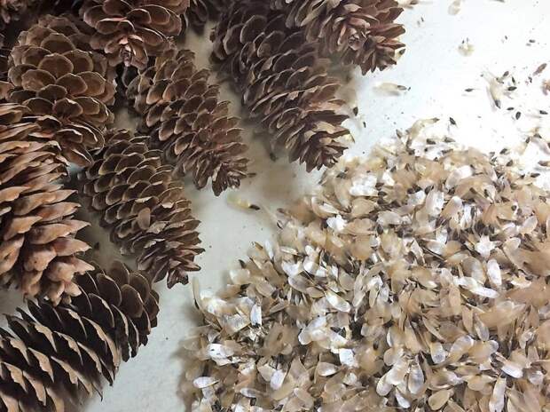 В Нижегородской области заготовили 300 кг семян для лесовосстановления