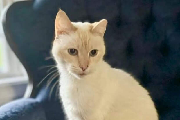 UPI: в США потерянный 10 лет назад кот вернулся в семью