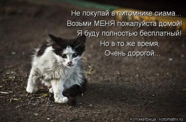 Лучшие котоматрицы за неделю (36 шт)