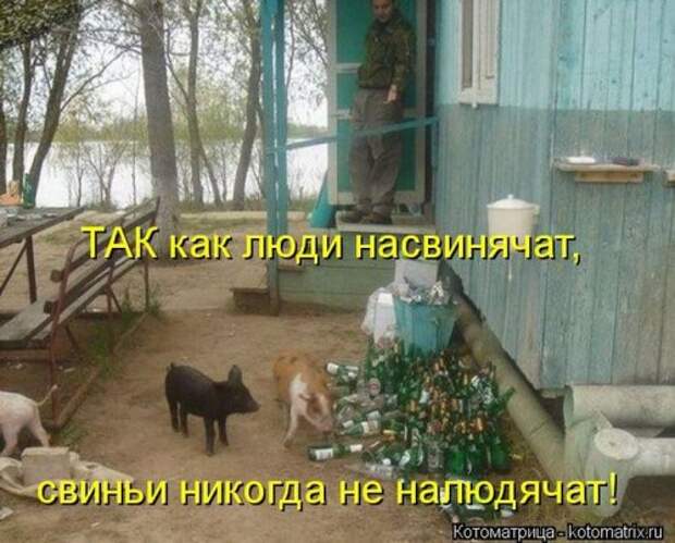 Лучшие котоматрицы за неделю (36 шт)