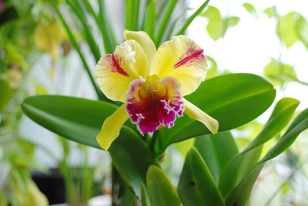 Виды орхидей Каттлея