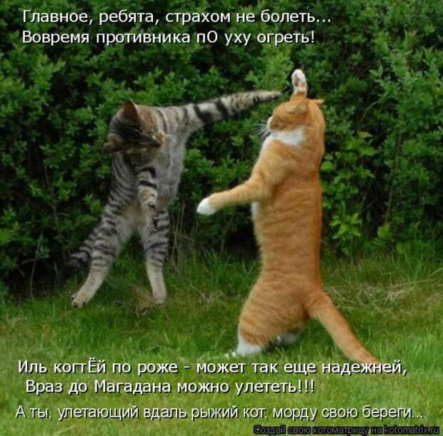 Лучшие котоматрицы недели (50 фото)