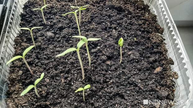 Виолы, петунии, эустомы – какие цветы пора сеять уже сейчас