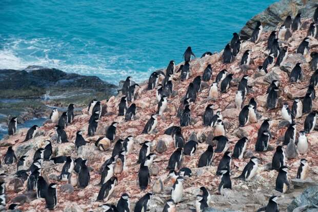 Количество пингвинов уменьшается, по мере изменения климата