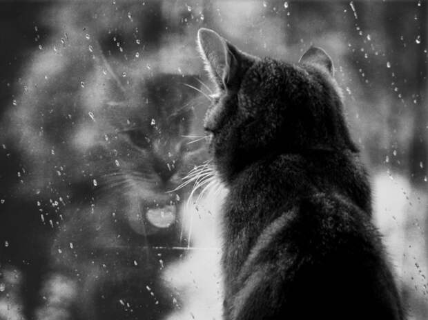 7239060-R3L8T8D-650-cat-waiting-window-59