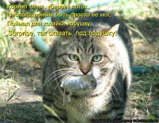 Лучшие котоматрицы недели (50 фото) Лучшие котоматрицы недели (50 фото)