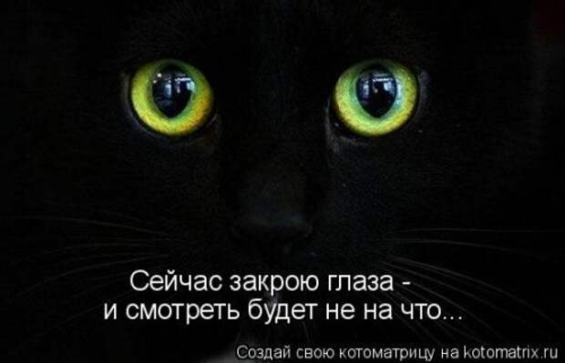 Лучшая котоматрица недели (32 фото)