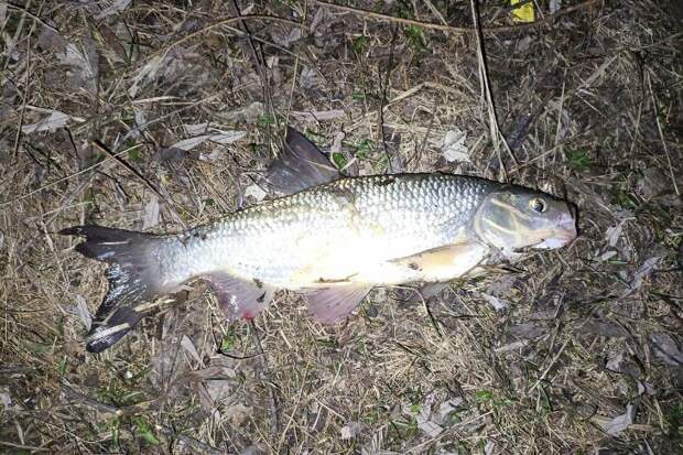 «Черноух крылатый»: новосибирские рыбаки высмеяли товарища, испугавшегося улова