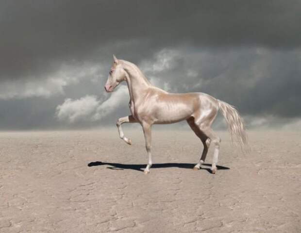 Супермодель в мире лошадей: ахалтекинская лошадь изабелловой масти 
