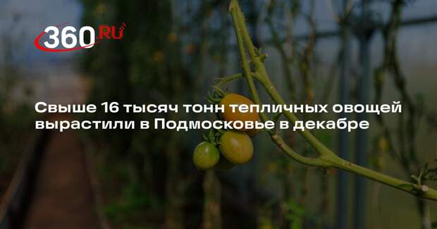 Свыше 16 тысяч тонн тепличных овощей вырастили в Подмосковье в декабре