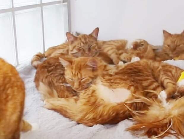 Рыжие коты