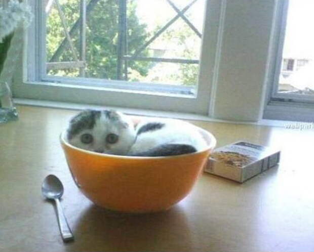 Коты в жидкой форме