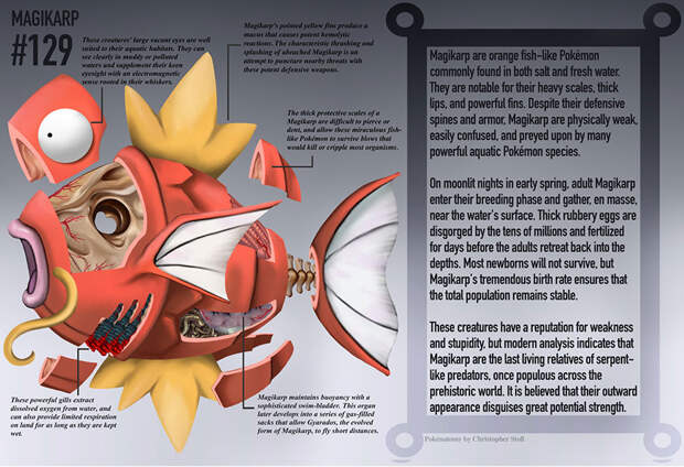 pokemon-anatomy-pokenatomy-christopher-stoll-5