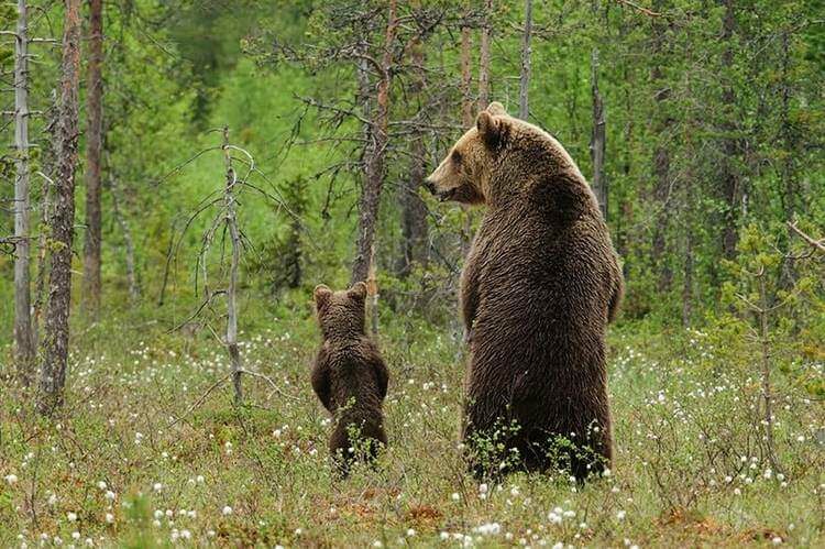 Несколько милых фотографий медведиц с детьми