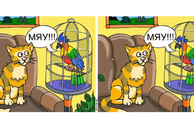 Головоломка с мяукающим попугаем: найдите десять отличий за 60 секунд