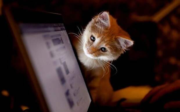 These Funny Animals (42 pics) - Izismile.com