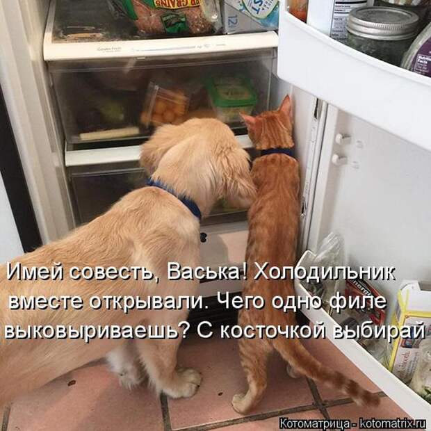 Лучшие котоматрицы недели (50 фото)