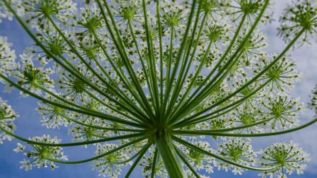 Как победить борщевик