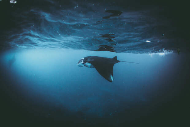 A manta ray swimming in the Indian ocean, Indonesia