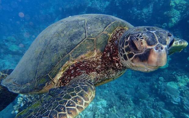 Ученые выяснили, почему морские черепахи глотают пластик