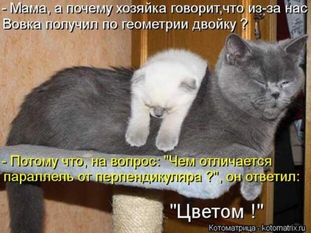 Лучшие котоматрицы за неделю (36 шт)