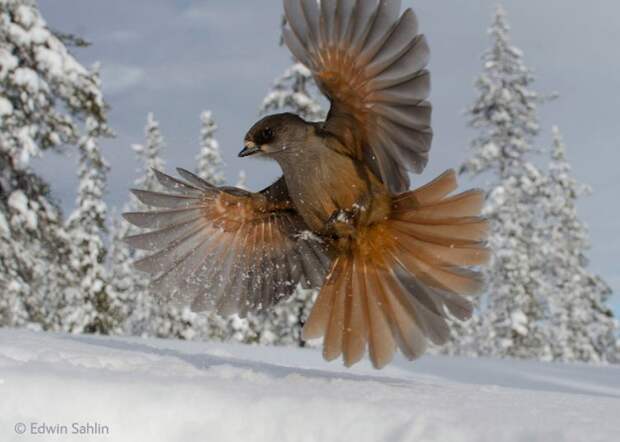 лучший фотограф дикой природы, Wildlife Photographer of the Year 2014 