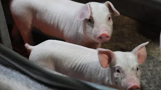 Власти рассказали о ситуации с карантином из-за АЧС в Нижегородской области