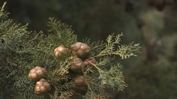 Мужчина заблудился в лесу под Бахчисараем