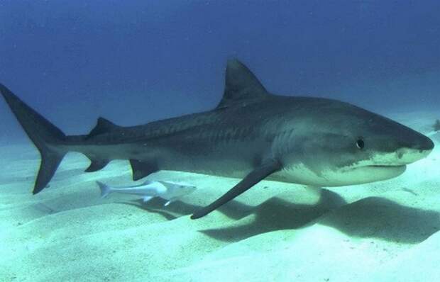 Преувеличенная опасность: акулы.