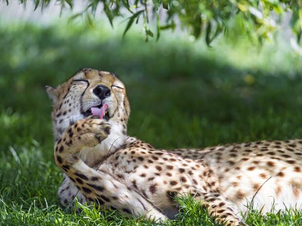 Эти забавные животные. (Tambako The Jaguar)