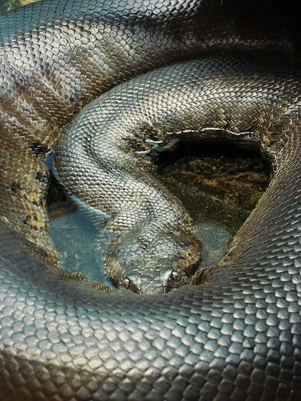 Гигантская анаконда самая большая. Анаконда змея.