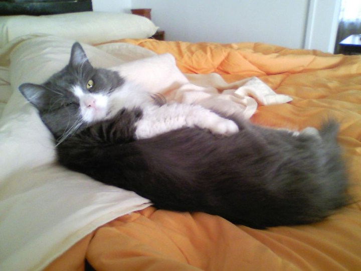 коты модели (7)