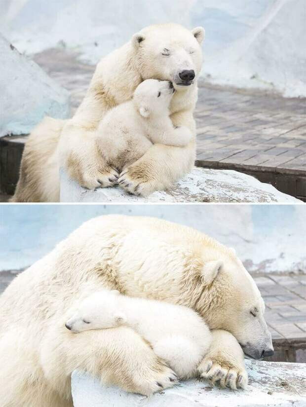 Несколько милых фотографий медведиц с детьми