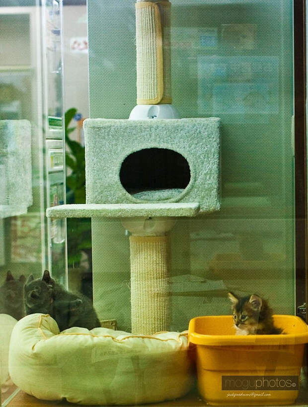помощь животным котенок на продажу