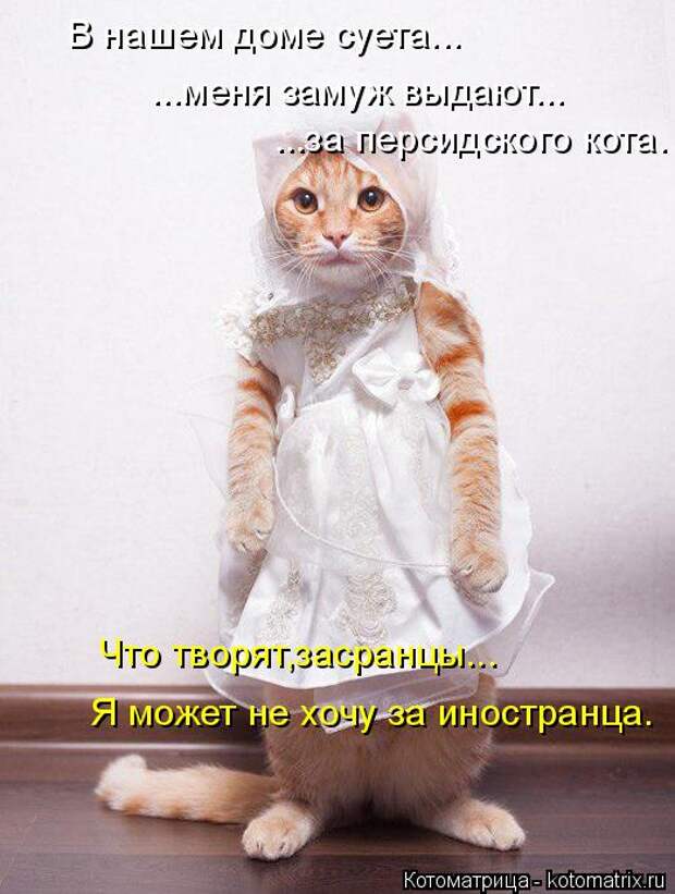 Котоматрица: В нашем доме суета... ...меня замуж выдают... ...за персидского кота. Что творят,засранцы... Я может не хочу за иностранца.