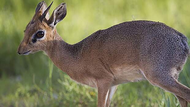 Замри или беги: в Новосибирском зоопарке рассказали, как дикдики спасаются от хищников