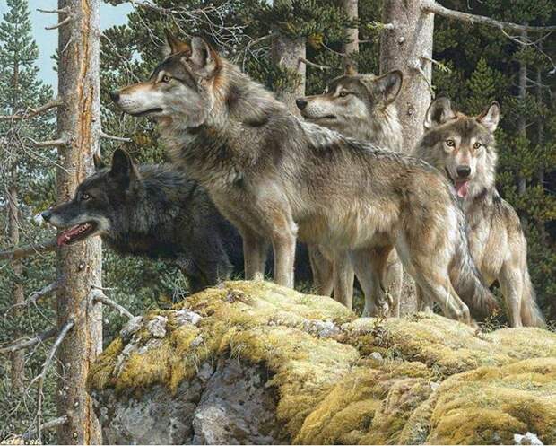 Как волки изменили Йеоолустонский национальный парк 