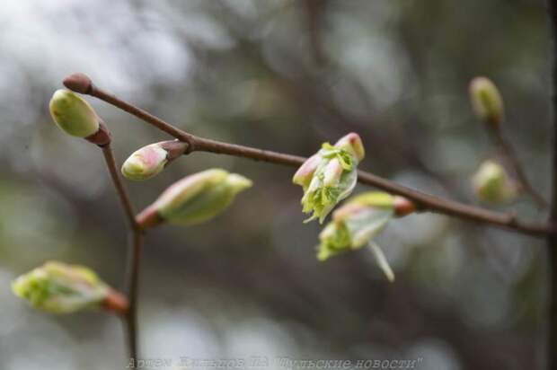 В Тульской области 19 марта ожидается до +11°C и гололедица ночью