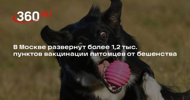 В Москве развернут более 1,2 тыс. пунктов вакцинации питомцев от бешенства