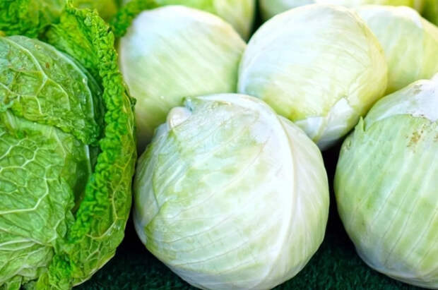 Нутрициолог Зверева рассказала, кому нельзя есть капусту
