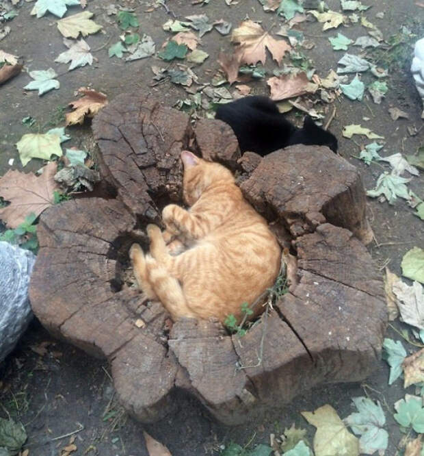 Кошки помещаются во всем