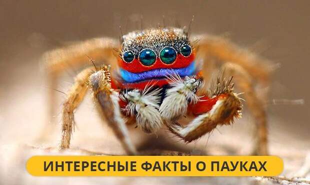 Интересные факты о Пауках Интересные факты о Пауках