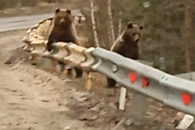 В Карелии на камеру сняли медведей, который вышли к автомобилистам
