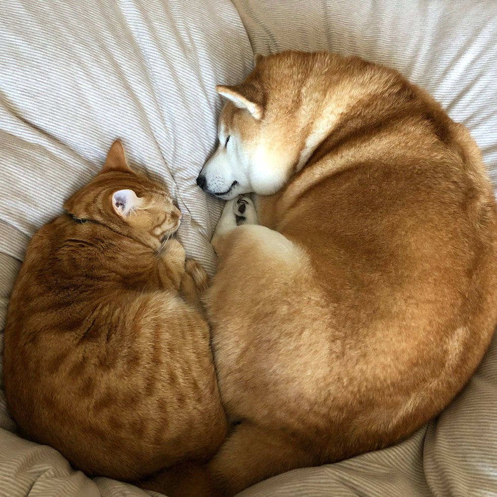 Без кота и жизнь не та