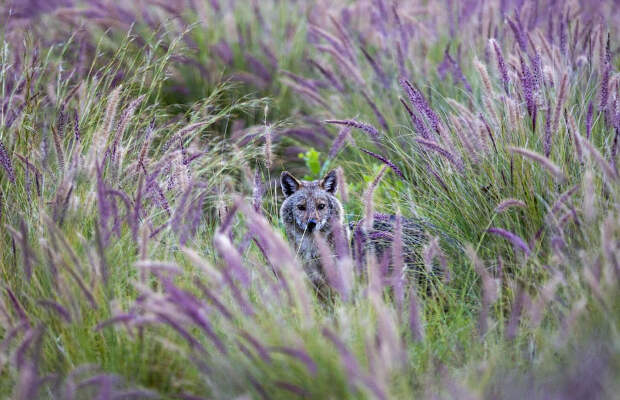 Городской парк Тель-Авива заполонили шакалы
