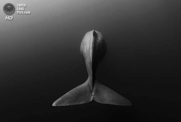 конкурс подводной фотографии