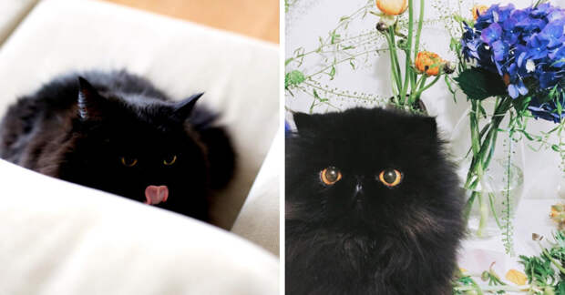 Чёрные котики — великолепны! Вот 15 милах, в которых невозможно не влюбиться